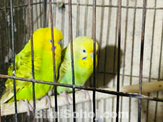 Budgerigar master pair